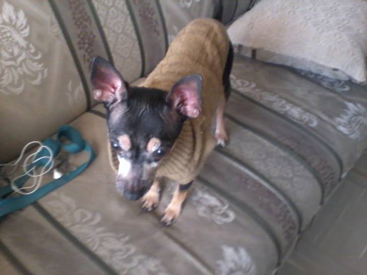 Timmy - Chihuahua Mâle (4 ans)