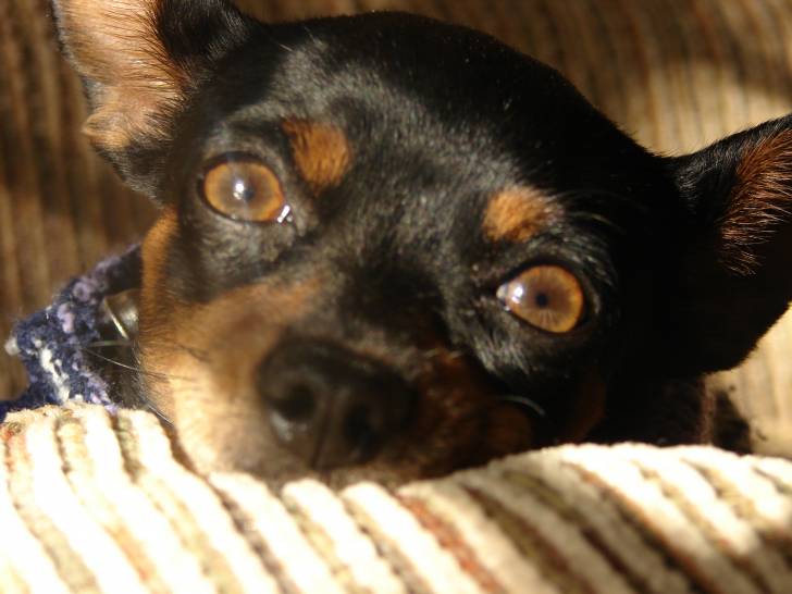 Rita - Chihuahua (2 ans)