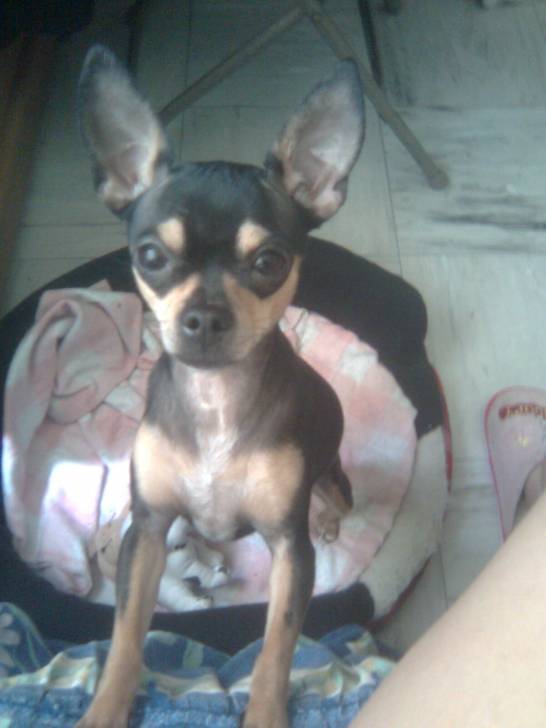 Chikita - Chihuahua (3 ans)