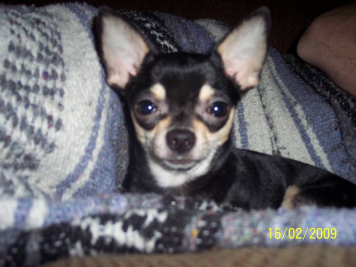 Layla - Chihuahua (3 ans)