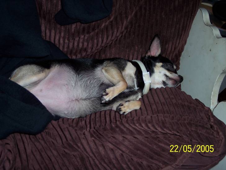 Layla - Chihuahua (3 ans)
