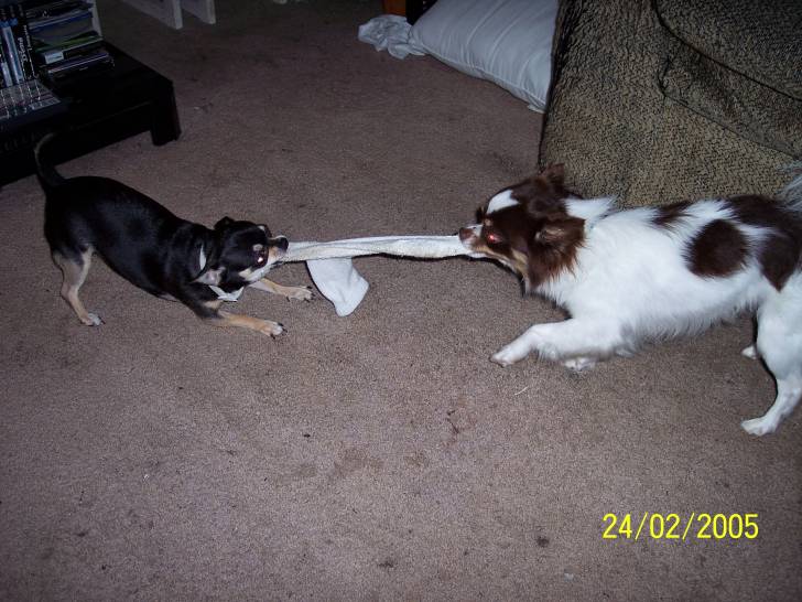 Layla and Buddy - Chihuahua
