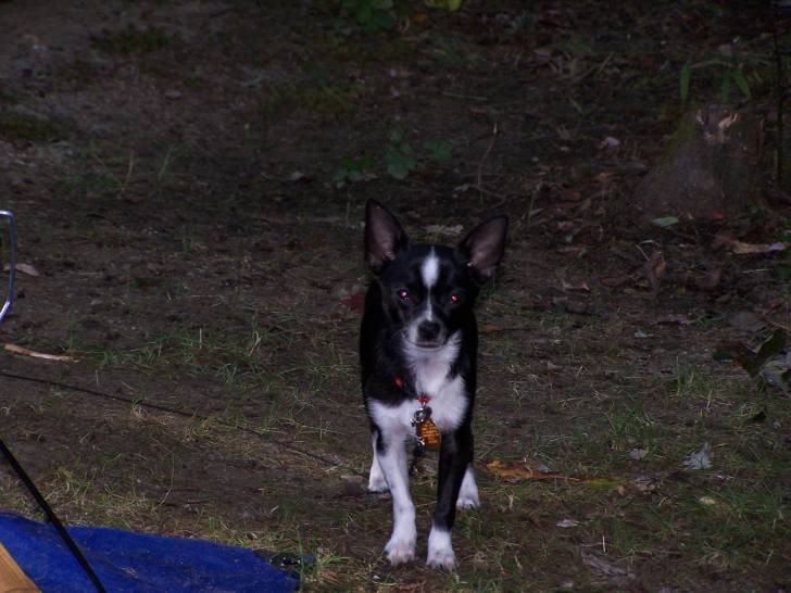 Eva - Chihuahua (1 an)