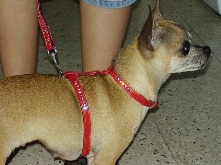 Breda - Chihuahua (3 ans)