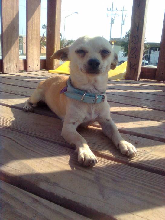 MICKEY - Chihuahua Mâle (3 ans)