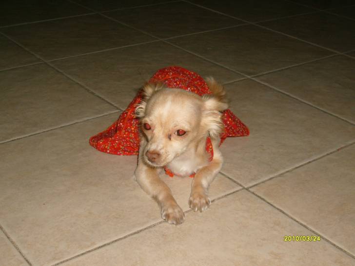 CHIQUI - Chihuahua (4 mois)