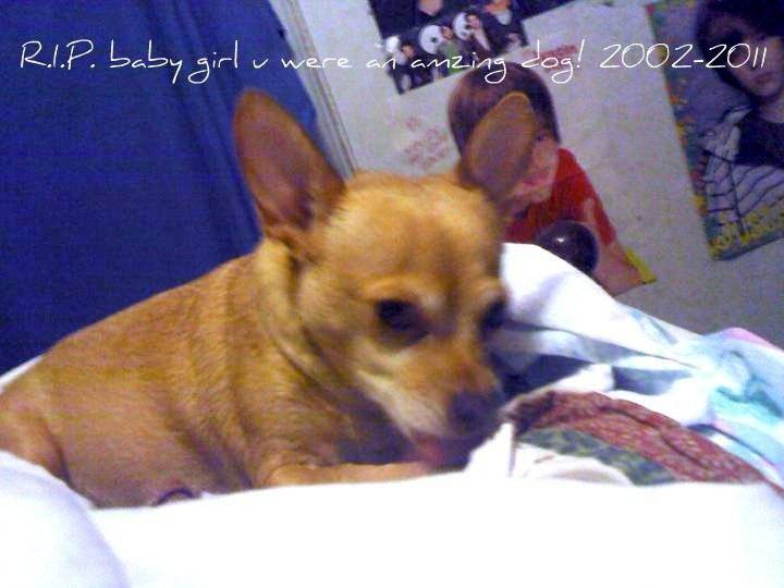 Winnie - Chihuahua (9 ans)