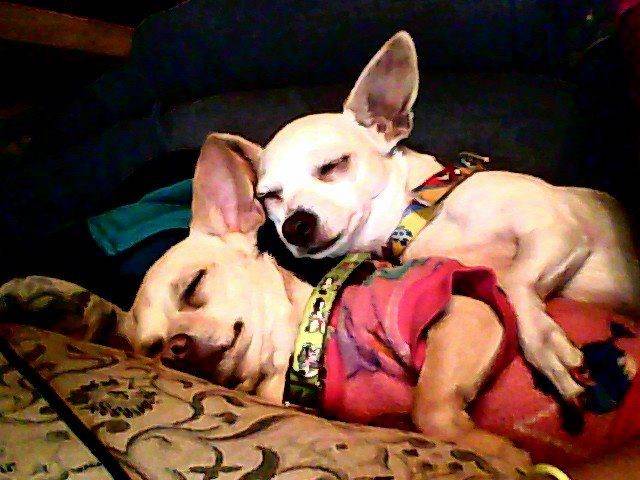 Beba y Peshi - Chihuahua (3 ans)