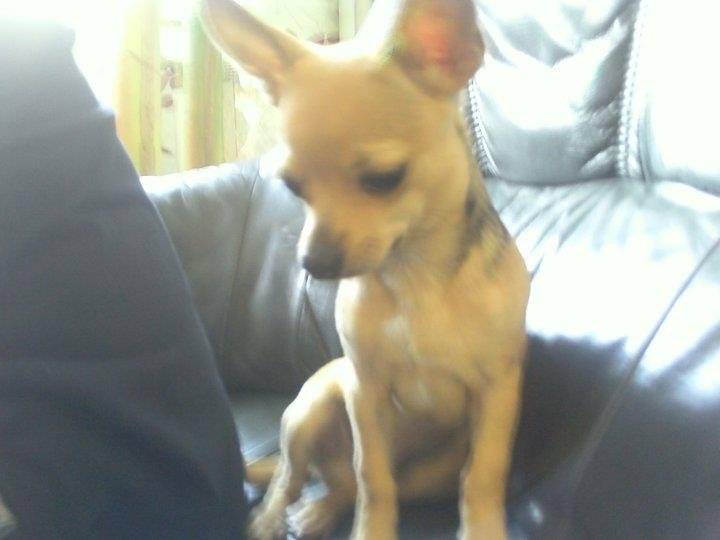 Caramel - Chihuahua Mâle (1 an)