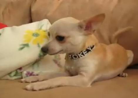 pockey - Chihuahua Mâle (2 ans)