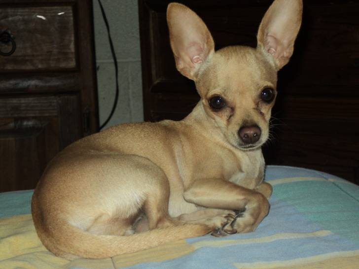 nikita - Chihuahua (2 ans)