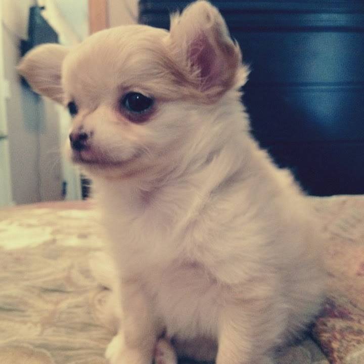 Teddy - Chihuahua Mâle (4 mois)