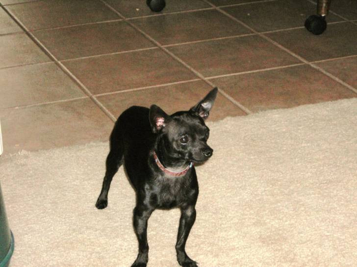 Peanut the Chaweenie - Chihuahua Mâle (1 an)
