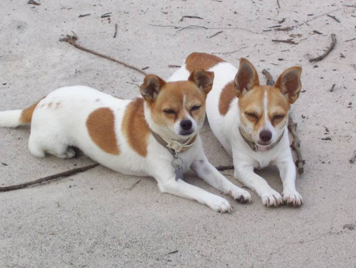 cj and sunday - Chihuahua (5 ans)
