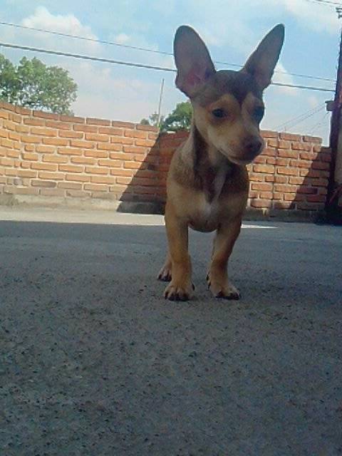 Zambi - Chihuahua Mâle