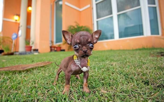 emma - Chihuahua (2 mois)