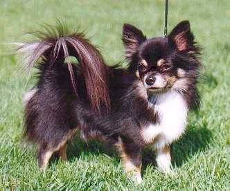 corail - Chihuahua (5 ans)