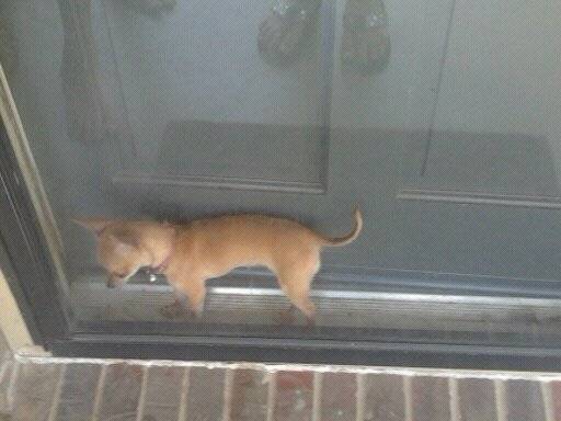 clarabelle - Chihuahua (10 mois)