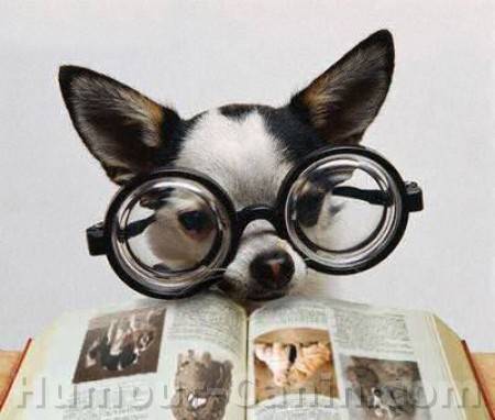 Panzani - Chihuahua Mâle (24 ans)