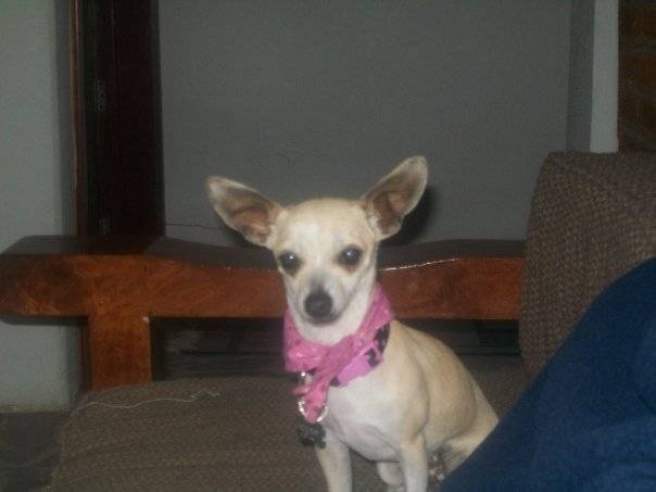 Lea - Chihuahua (4 ans)