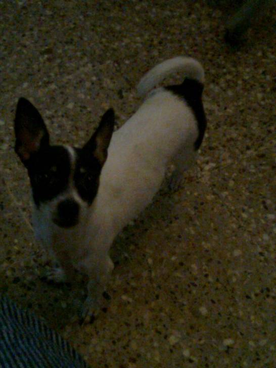 Mimi - Chihuahua (3 ans)