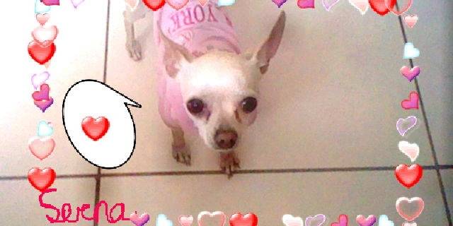 Serena - Chihuahua (2 ans)