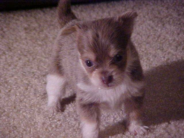 CANELA - Chihuahua (4 mois)