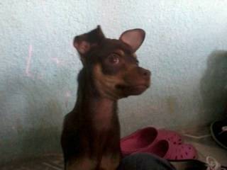 CHOCOLATE - Chihuahua Mâle (3 mois)