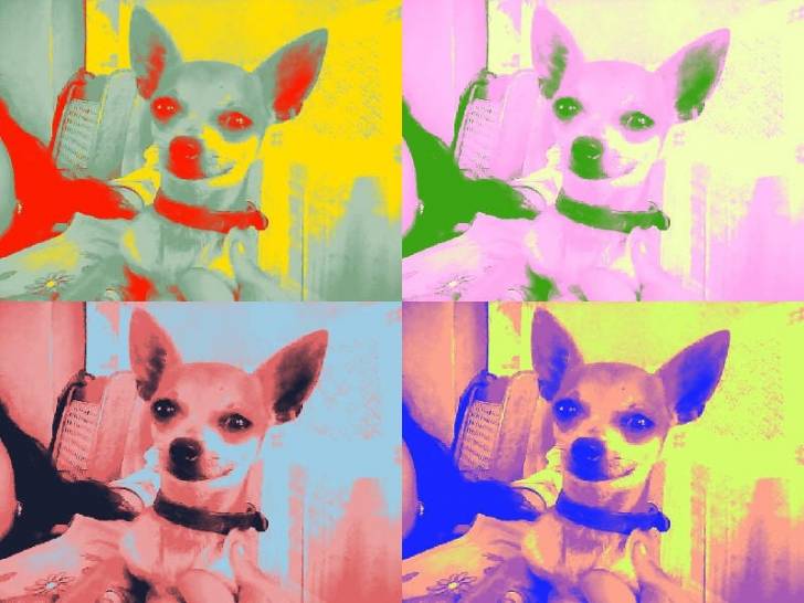 oliver - Chihuahua Mâle (1 an)