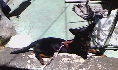 prinss - Chihuahua (8 mois)