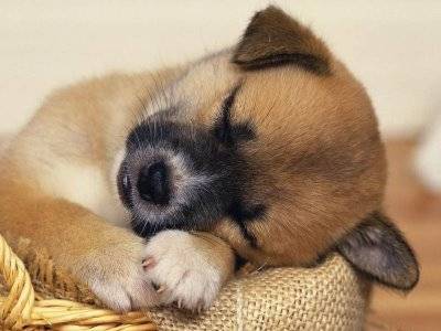 torito - Chihuahua Mâle (3 mois)