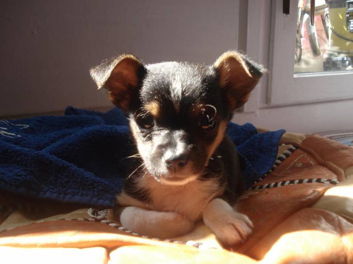 caline - Chihuahua (2 ans)