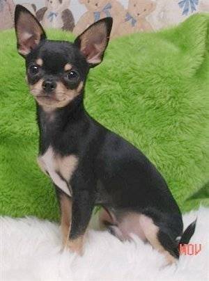 Kallie - Chihuahua (3 ans)