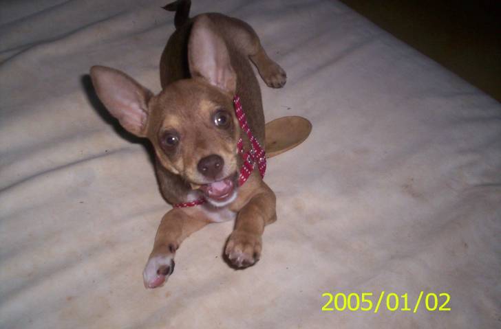 chocolat - Chihuahua Mâle (4 mois)