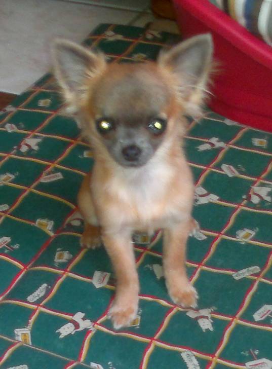 Happy ! ? - Chihuahua (7 mois)