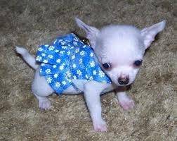 Lola - Chihuahua (1 mois)