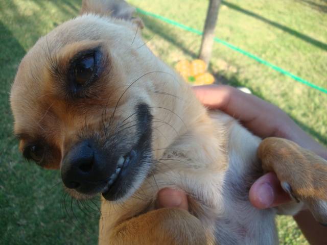 Canela - Chihuahua (2 ans)