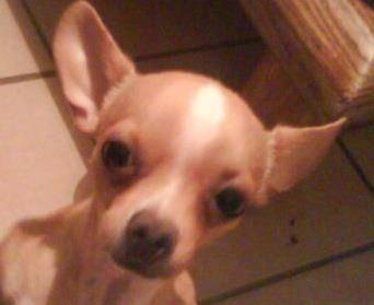 Calvito - Chihuahua Mâle (3 ans)