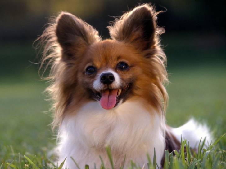 pinQi - Chihuahua Mâle