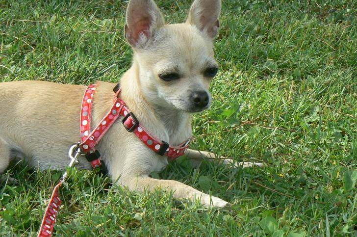wendy - Chihuahua (1 an)