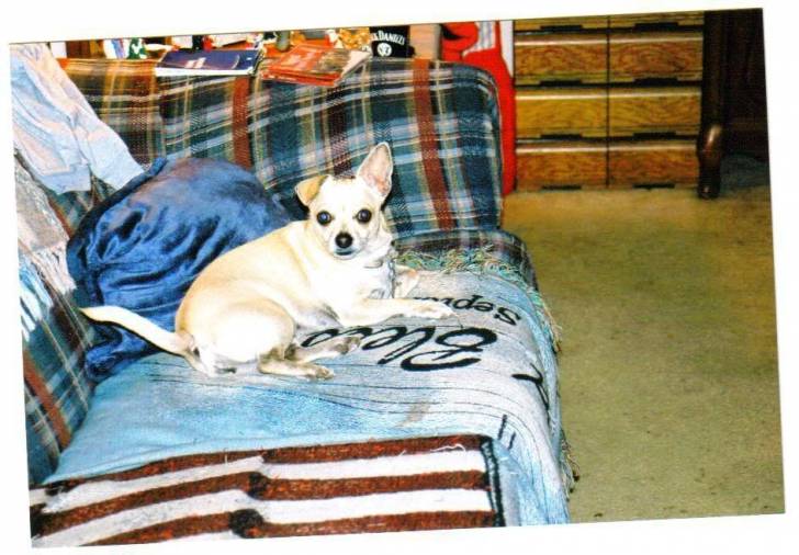 Mindy - Chihuahua (6 ans)
