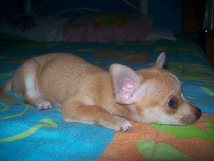 Percy - Chihuahua (3 mois)