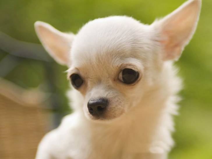 baxter - Chihuahua Mâle (3 mois)
