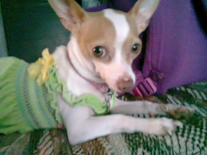 Bella - Chihuahua (2 ans)