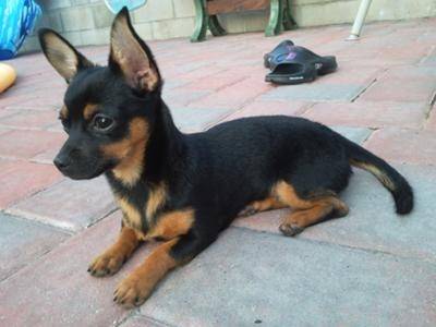 cutie - Chihuahua Mâle (1 an)