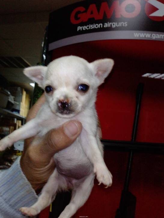 soe - Chihuahua (3 mois)