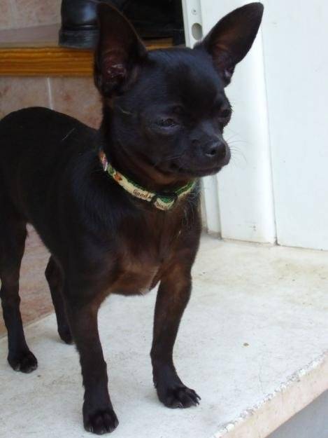 Panchito - Chihuahua Mâle (1 an)