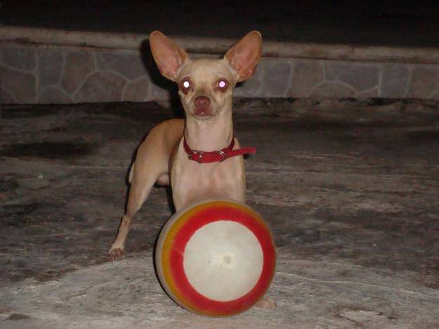 grecia - Chihuahua (2 mois)