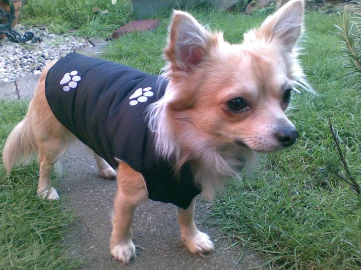 Buster - Chihuahua Mâle (3 ans)