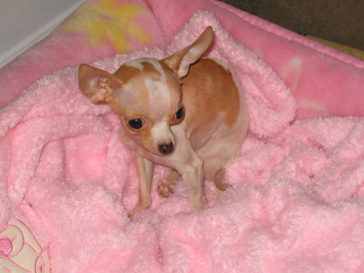 bianka - Chihuahua (2 ans)